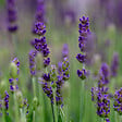 BLOOMIQUE - Lot de 3 - Lavandula Angustifolia 'Hidcote' - Lavande vraie - H. 10-20 cm - P. 9x9 cm - vignette