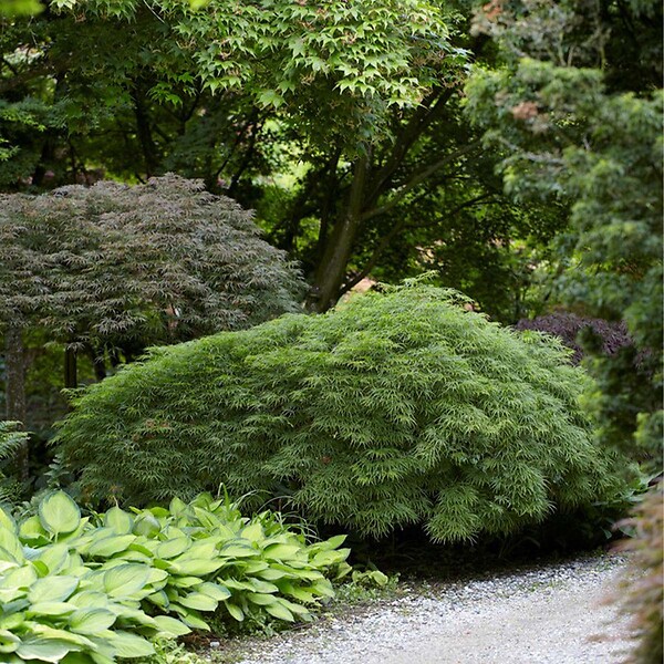 BLOOMIQUE - Acer palmatum Dissectum - Érable du Japon - Feuillage vert - H. 50-70 cm - P. 19 cm - large
