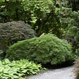 BLOOMIQUE - Acer palmatum Dissectum - Érable du Japon - Feuillage vert - H. 50-70 cm - P. 19 cm - vignette