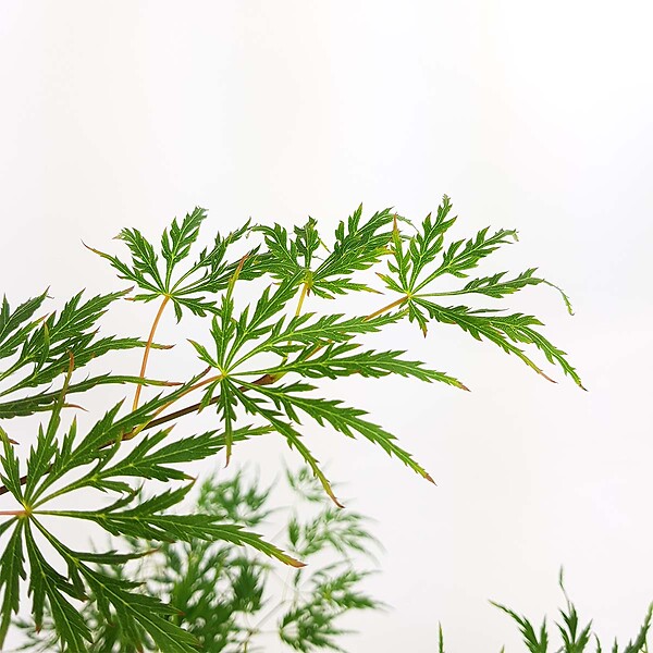 BLOOMIQUE - Acer palmatum Dissectum - Érable du Japon - Feuillage vert - H. 50-70 cm - P. 19 cm - large