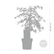 BLOOMIQUE - Acer palmatum Dissectum - Érable du Japon - Feuillage vert - H. 50-70 cm - P. 19 cm - vignette