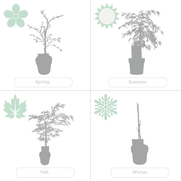 BLOOMIQUE - Acer palmatum Dissectum - Érable du Japon - Feuillage vert - H. 50-70 cm - P. 19 cm - large