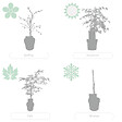 BLOOMIQUE - Acer palmatum Dissectum - Érable du Japon - Feuillage vert - H. 50-70 cm - P. 19 cm - vignette