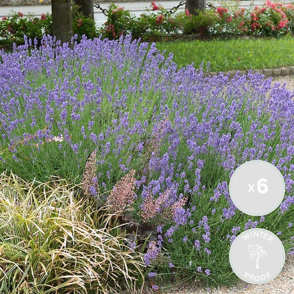 BLOOMIQUE - Lot de 6 - Lavandula Angustifolia 'Hidcote' - Lavande vraie - H. 10-20 cm - P. 9x9 cm - large