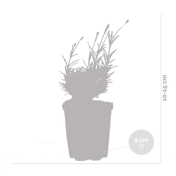BLOOMIQUE - Lot de 6 - Lavandula Angustifolia 'Hidcote' - Lavande vraie - H. 10-20 cm - P. 9x9 cm - large