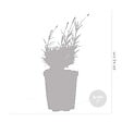BLOOMIQUE - Lot de 6 - Lavandula Angustifolia 'Hidcote' - Lavande vraie - H. 10-20 cm - P. 9x9 cm - vignette