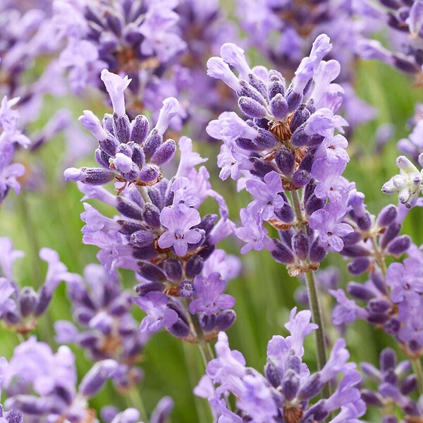 BLOOMIQUE - Lot de 6 - Lavandula Angustifolia 'Hidcote' - Lavande vraie - H. 10-20 cm - P. 9x9 cm - large