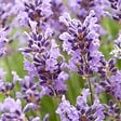 BLOOMIQUE - Lot de 6 - Lavandula Angustifolia 'Hidcote' - Lavande vraie - H. 10-20 cm - P. 9x9 cm - vignette