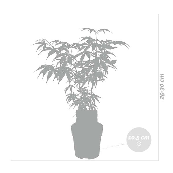 BLOOMIQUE - Lot de 4 - Acer palmatum Atropurpureum - Érable du Japon - H. 25-40 cm - P. 10,5 cm - large