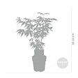 BLOOMIQUE - Lot de 4 - Acer palmatum Atropurpureum - Érable du Japon - H. 25-40 cm - P. 10,5 cm - vignette