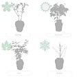 BLOOMIQUE - Lot de 4 - Acer palmatum Atropurpureum - Érable du Japon - H. 25-40 cm - P. 10,5 cm - vignette