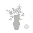 BLOOMIQUE - Lot de 2 - Acer palmatum 'Butterfly' - Érable du Japon - Feuillage panaché - H. 40-50 cm - P. 15 cm - vignette