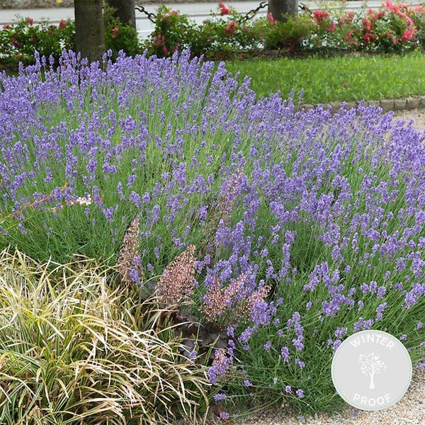 BLOOMIQUE - Lavandula Angustifolia 'Hidcote' - Lavande vraie - Plantes de lavande - H. 10-20 cm - P. 9x9 cm - large