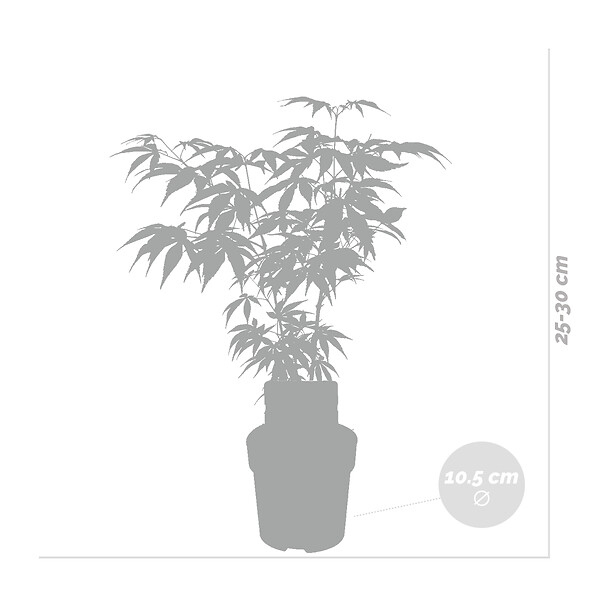 BLOOMIQUE - Acer palmatum Atropurpureum - Érable du Japon - Feuillage pourpre - H. 20-30 cm - P. 10,5 cm - large