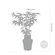 BLOOMIQUE - Acer palmatum Atropurpureum - Érable du Japon - Feuillage pourpre - H. 20-30 cm - P. 10,5 cm - vignette