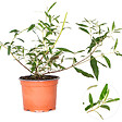 BLOOMIQUE - Lot de 3 - Buddleja Davidii - Arbre aux papillons - Rose, Violet, Blanc - H. 20-30 cm - P. 10,5 cm - vignette