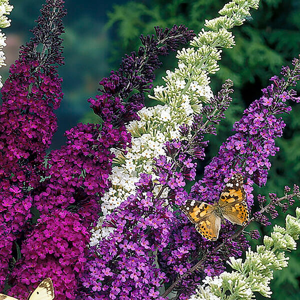 BLOOMIQUE - Lot de 3 - Buddleja Davidii - Arbre aux papillons - Rose, Violet, Blanc - H. 20-30 cm - P. 10,5 cm - large