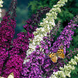 BLOOMIQUE - Lot de 3 - Buddleja Davidii - Arbre aux papillons - Rose, Violet, Blanc - H. 20-30 cm - P. 10,5 cm - vignette