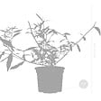 BLOOMIQUE - Lot de 3 - Buddleja Davidii - Arbre aux papillons - Rose, Violet, Blanc - H. 20-30 cm - P. 10,5 cm - vignette