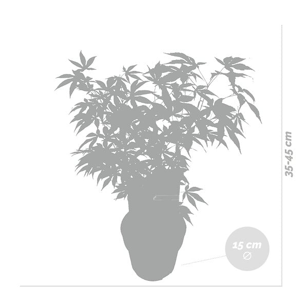 BLOOMIQUE - Acer palmatum Atropurpureum - Érable du Japon - Feuillage pourpre - H. 40-50 cm - P. 15 cm - large