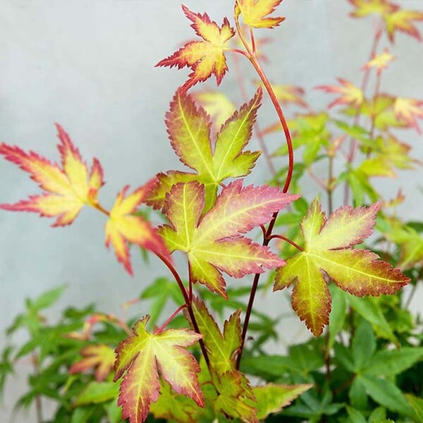 BLOOMIQUE - Acer Palmatum Little Princess - Érable du Japon - Plantes de jardin - H. 50-70 cm - P. 19 cm - large
