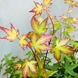BLOOMIQUE - Acer Palmatum Little Princess - Érable du Japon - Plantes de jardin - H. 50-70 cm - P. 19 cm - vignette