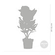 BLOOMIQUE - Lot de 3 - Hydrangea Macrophylla Wudu - Hortensia - Hortensia commun - H. 20-30 cm - P. 10,5 cm - vignette