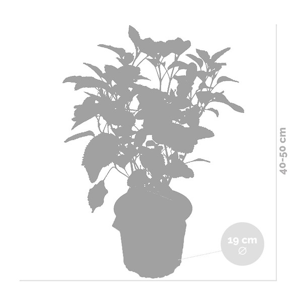 BLOOMIQUE - Lot de 4 - Hydrangea Strong Annabelle - Hortensia - Blanc - H. 40-50 cm - P. 19 cm - large