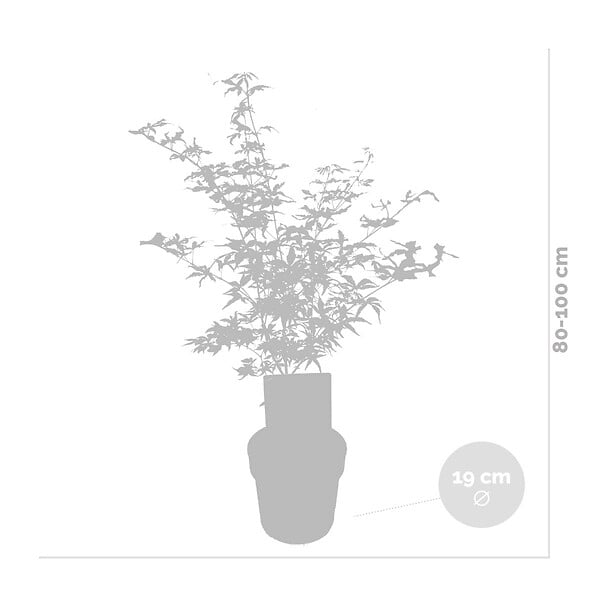 BLOOMIQUE - Acer Shirasawanum 'Moonrise' - Érable du Japon sur tige - Arbre - H. 80-100 cm - P. 19 cm - large