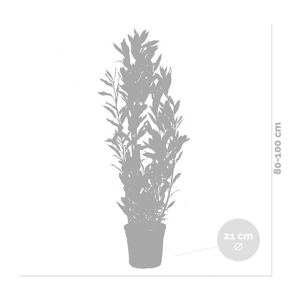 BLOOMIQUE - Laurus Nobilis - Laurier-sauce - Plantes de jardin - Rustique - Hauteur 80-100 cm - Pot 21 cm - large