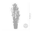 BLOOMIQUE - Laurus Nobilis - Laurier-sauce - Plantes de jardin - Rustique - Hauteur 80-100 cm - Pot 21 cm - vignette
