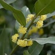 BLOOMIQUE - Laurus Nobilis - Laurier-sauce sur tige - Laurier-sauce - H. 80-100 cm - P. 21 cm - vignette