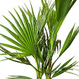 BLOOMIQUE - Lot de 3 - Mélange de palmiers rustiques - H. 40-50 cm - P. 14 cm - vignette