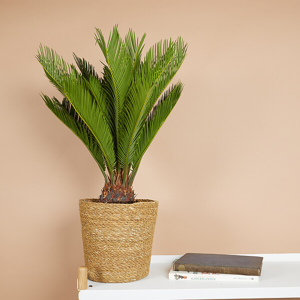 BLOOMIQUE - Lot de 2 - Cycas Revoluta - Palmier de la paix - Sagoutier - H. 60-80 cm - P. 17 cm - large