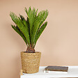 BLOOMIQUE - Lot de 2 - Cycas Revoluta - Palmier de la paix - Sagoutier - H. 60-80 cm - P. 17 cm - vignette