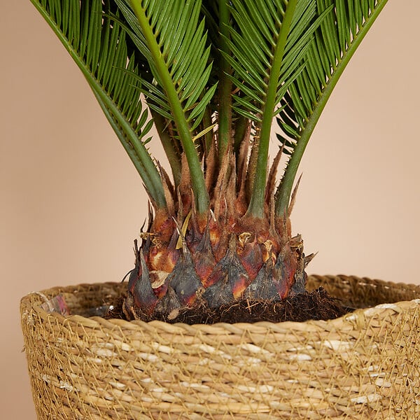 BLOOMIQUE - Lot de 2 - Cycas Revoluta - Palmier de la paix - Sagoutier - H. 60-80 cm - P. 17 cm - large