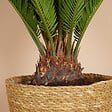 BLOOMIQUE - Lot de 2 - Cycas Revoluta - Palmier de la paix - Sagoutier - H. 60-80 cm - P. 17 cm - vignette