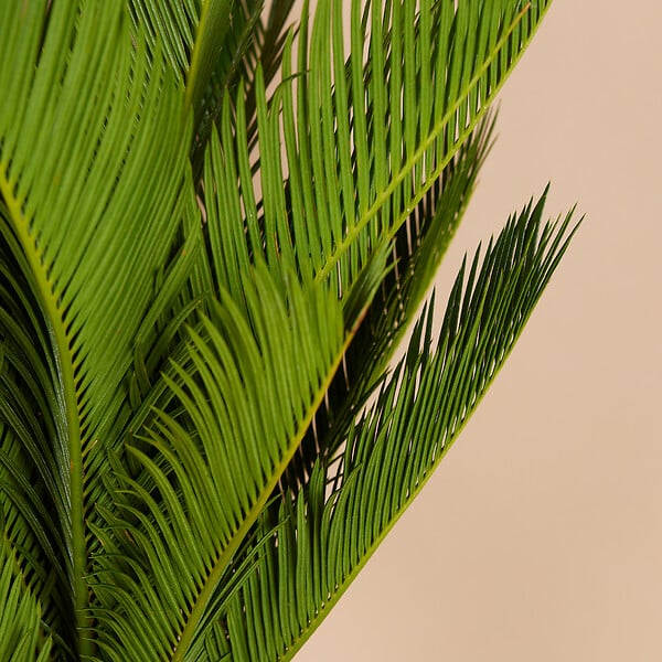 BLOOMIQUE - Lot de 2 - Cycas Revoluta - Palmier de la paix - Sagoutier - H. 60-80 cm - P. 17 cm - large