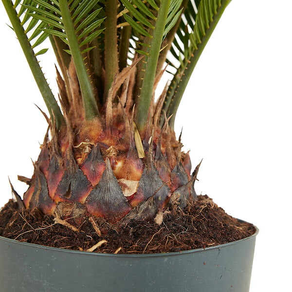 BLOOMIQUE - Lot de 2 - Cycas Revoluta - Palmier de la paix - Sagoutier - H. 60-80 cm - P. 17 cm - large
