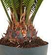 BLOOMIQUE - Lot de 2 - Cycas Revoluta - Palmier de la paix - Sagoutier - H. 60-80 cm - P. 17 cm - vignette
