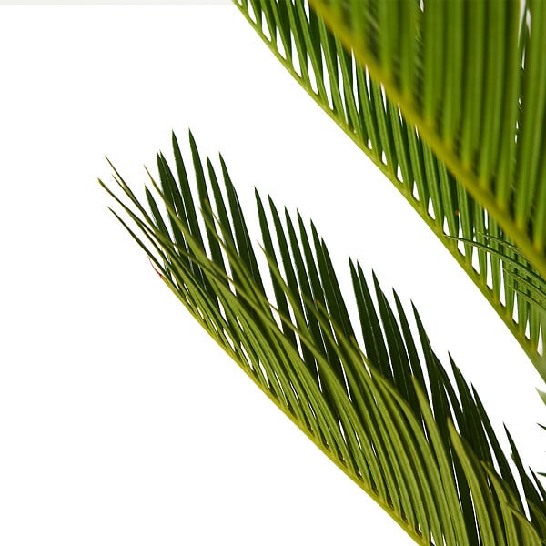 BLOOMIQUE - Lot de 2 - Cycas Revoluta - Palmier de la paix - Sagoutier - H. 60-80 cm - P. 17 cm - large