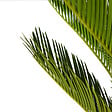 BLOOMIQUE - Lot de 2 - Cycas Revoluta - Palmier de la paix - Sagoutier - H. 60-80 cm - P. 17 cm - vignette