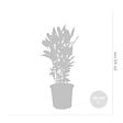 BLOOMIQUE - Laurus Nobilis - Laurier-sauce - Plantes de jardin - Rustique - Hauteur 40-50 cm - Pot 15 cm - vignette