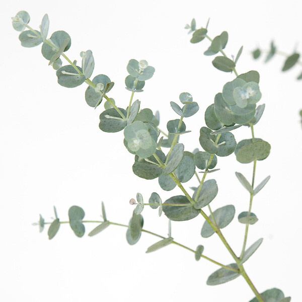 BLOOMIQUE - Lot de 2 - Eucalyptus Gunnii Azura - Eucalyptus - Plantes de jardin - H. 40-60 cm - P. 19 cm - large