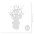 BLOOMIQUE - Eucalyptus Gunnii Azura - Plante d’eucalyptus - Plante de jardin - H. 40-60 cm - P. 19 cm - vignette
