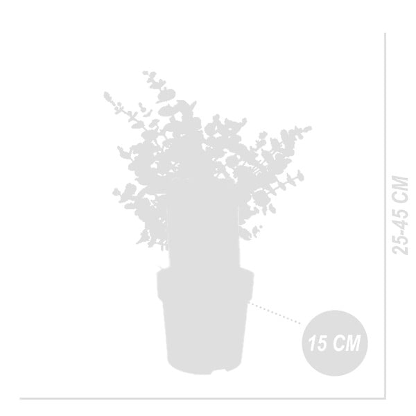BLOOMIQUE - Lot de 2 - Eucalyptus Gunnii Azura - Eucalyptus - Plantes de jardin - H. 30-50 cm - P. 15 cm - large