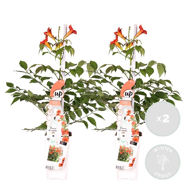 BLOOMIQUE - Lot de 2 - Campsis radicans 'Flamengo' - Bignone rouge - Plantes grimpantes - H. 50-70 cm - P. 15 cm - large