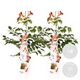 BLOOMIQUE - Lot de 2 - Campsis radicans 'Flamengo' - Bignone rouge - Plantes grimpantes - H. 50-70 cm - P. 15 cm - vignette