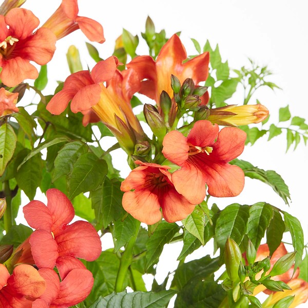 BLOOMIQUE - Lot de 2 - Campsis radicans 'Flamengo' - Bignone rouge - Plantes grimpantes - H. 50-70 cm - P. 15 cm - large