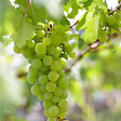 BLOOMIQUE - 2x Vitis Vinifera 'Vroege van der Laan' - Plant de raisin - Raisins blancs - P. 14 cm - H. 60-70cm - vignette